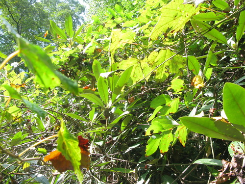 GRSM Accuracy Assessment. Plot Code: GRSM_AA_0571_5