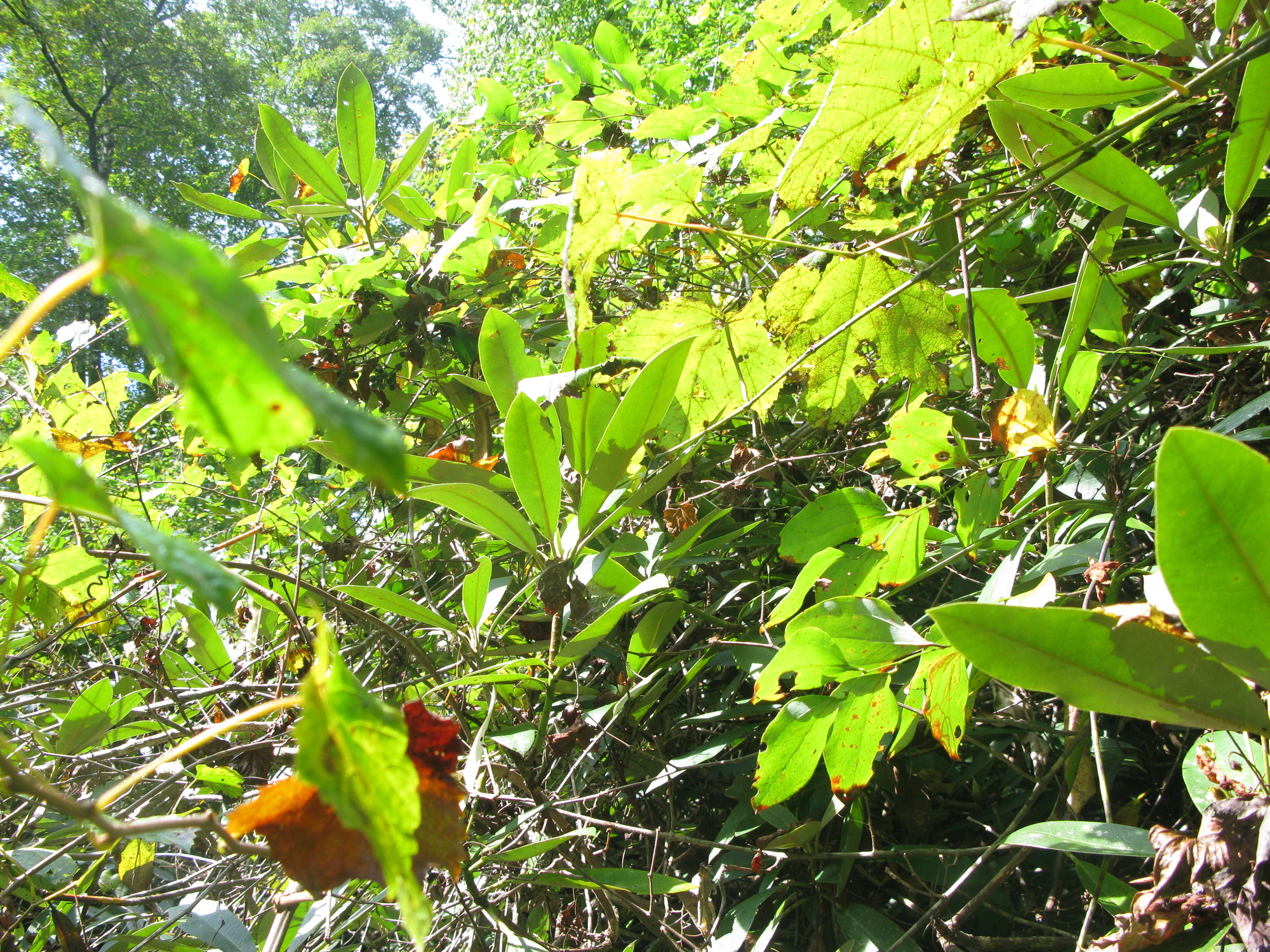 GRSM Accuracy Assessment. Plot Code: GRSM_AA_0571_5