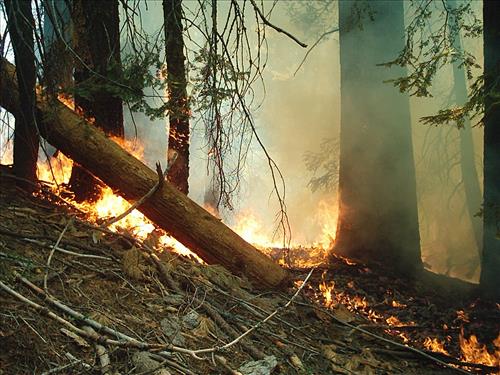 Giant wildfire used for resource benefit, Sequoia and Kings Canyon National Parks, summer 2003