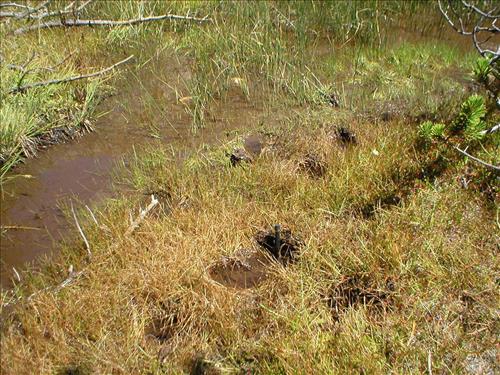 Hoof impacts and shearing at Upper Bubbs Meadow, Sequoia and Kings Canyon National Park