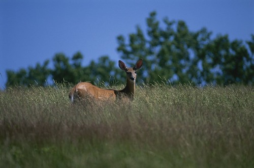 White-tailed deer can be found throughout cockspur island