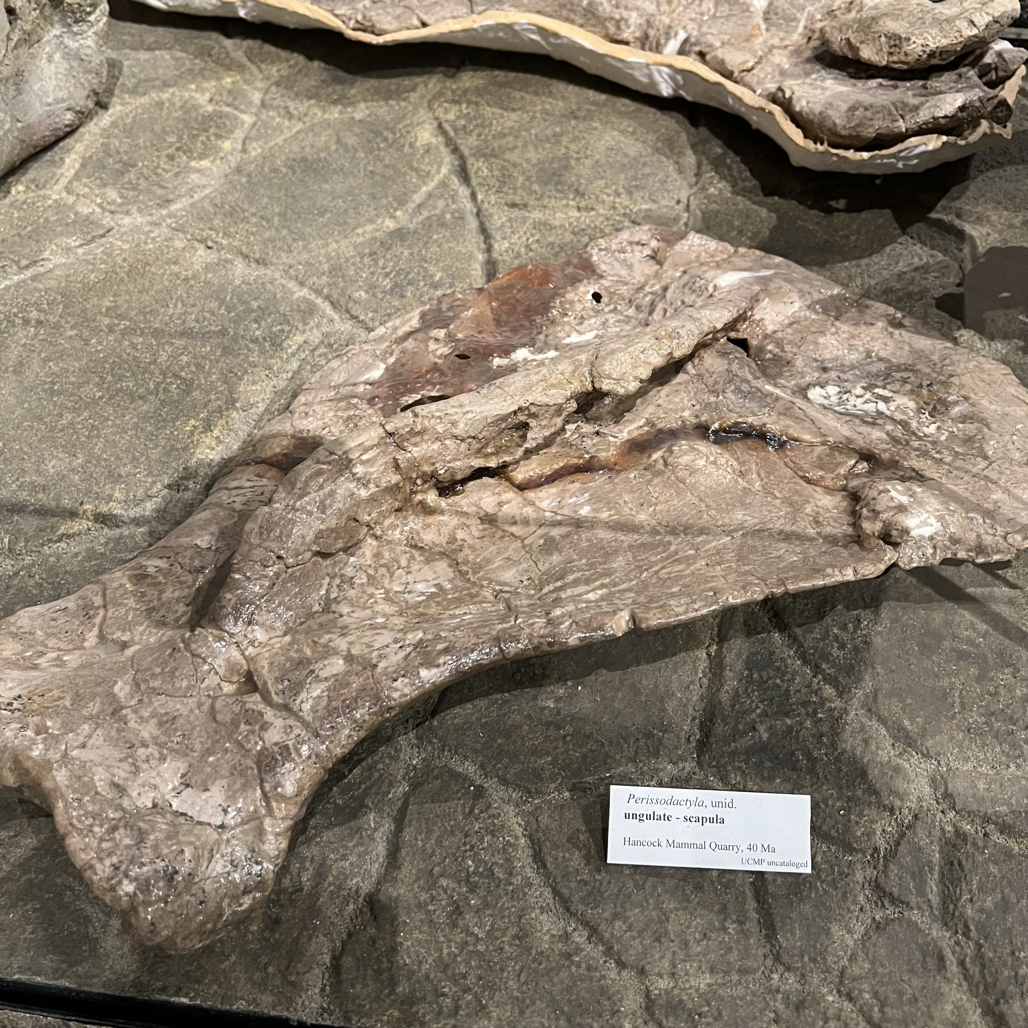ungulate scapula fossil