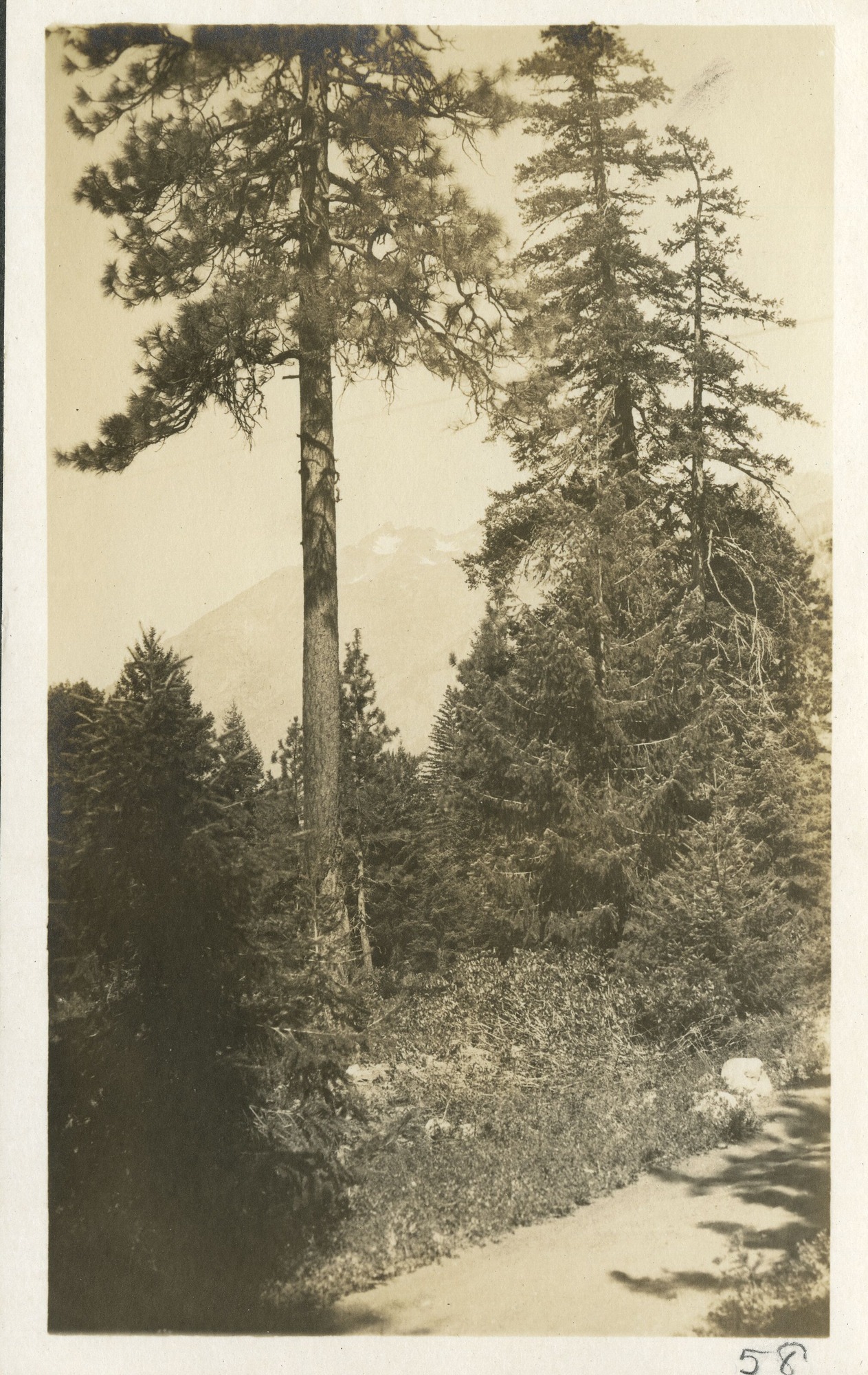 A view of mountain and trees from clearing of road.
