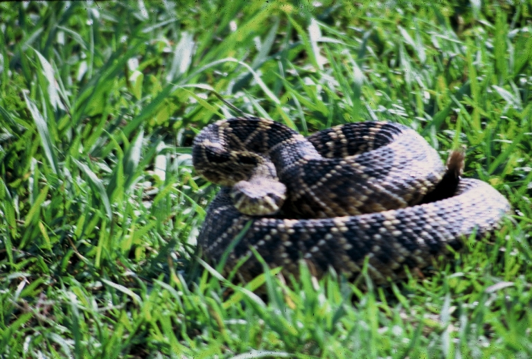 Eastern Diamondback Rattlesnake on Cockspur Island