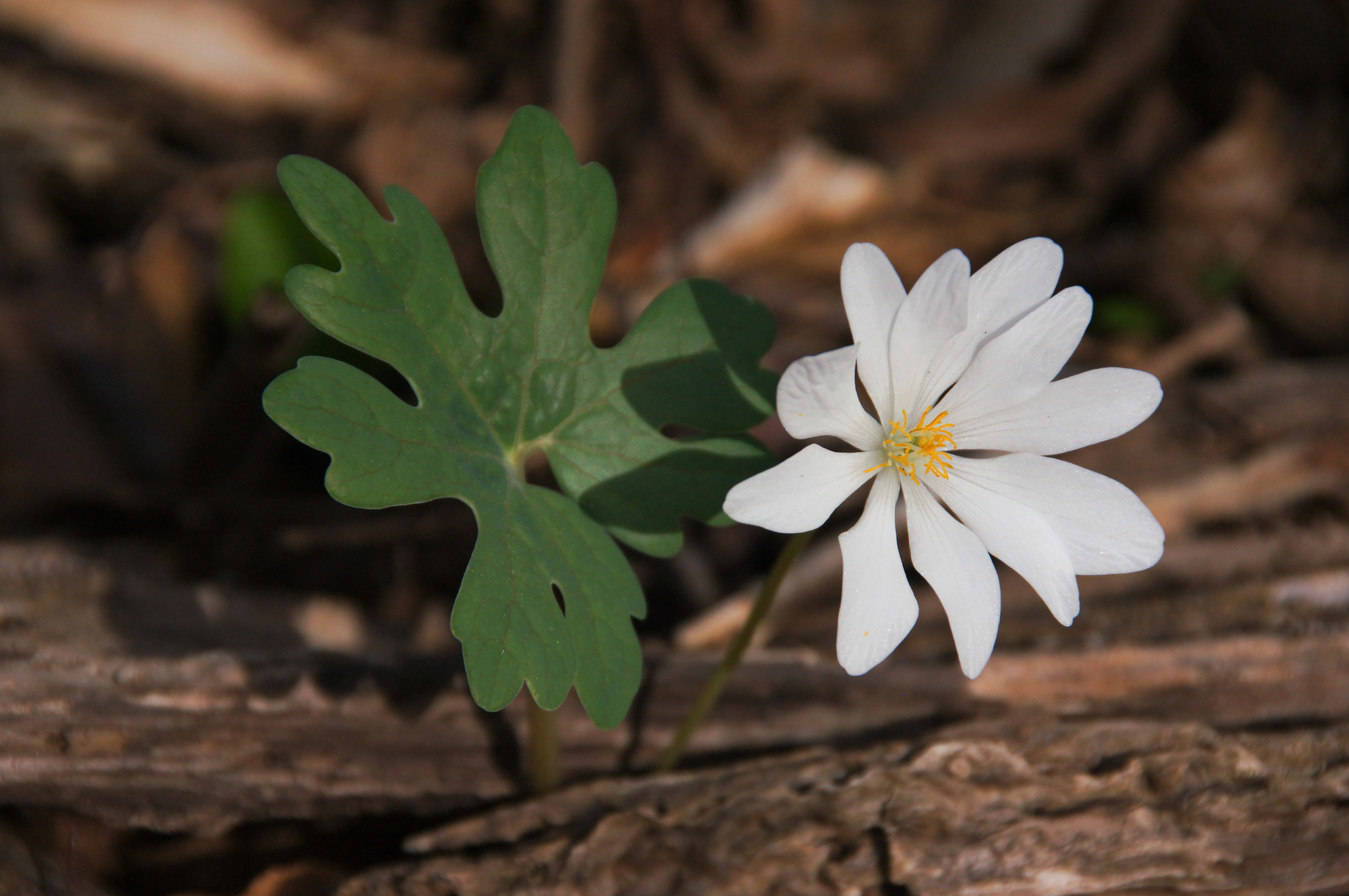 Bloodroot