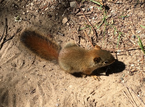 Red Squirrel in the sunlight on a sandy trail