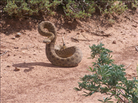 Prairie rattlesnake (Crotalus viridis), Mesa Verde National Park, 2015.. This snake is known by several common names, including prairie rattlesnake, western rattlesnake and the Great Plains rattlesnake. This venomous pit viper is native to the areas of southwestern Canada, the western United States and down to northern Mexico. Two subspecies are currently recognized (and research of this topic is ongoing.) Identifying this animal over its range may be difficult, as an individual's characteristics will vary depending on which subspecies you encounter and even habitat preference varies by subspecies as well as its range.