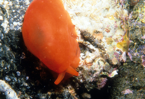Nudibranch