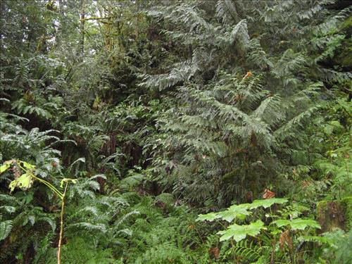 ROLA-Skagit Talc Mine site, feature SM-01 - AML assessment, Ross Lake NP, Oct 2011