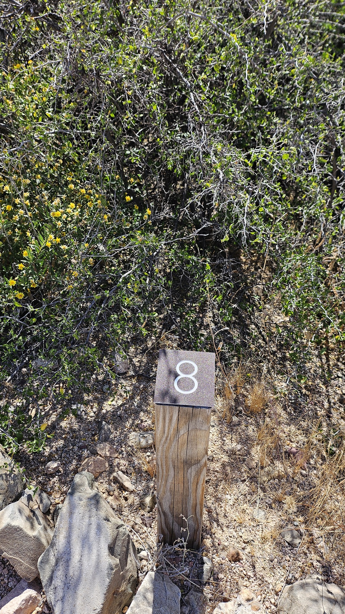 Vertical image. The focus of which is a short 2inch by 2inch wood post, atop it is an angled brown plaque with "8" on it. Surrounded by green desert vegetation. A large green bush surrounds the post.