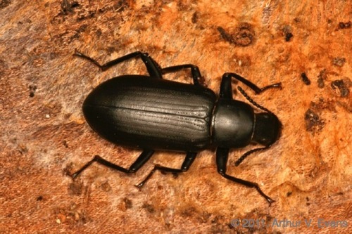 False mealworm beetle (Alobates pennsylvanicus)