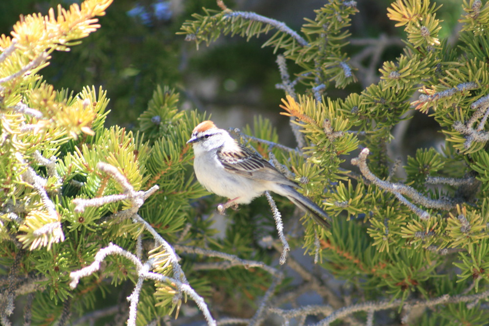 Chipping Sparrow bird perched on a branch. 