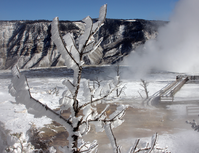 About 2 inches of ice grows out sideways on a tree which stands about thermal features.