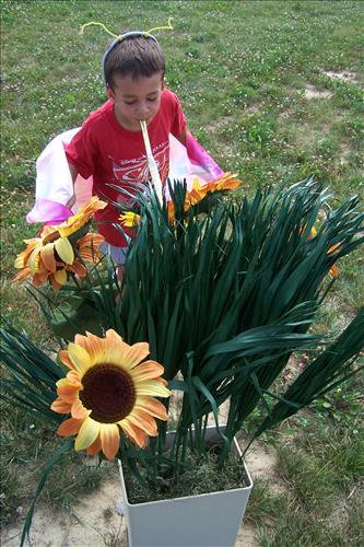 Junior Ranger, Butterfly's Breakfast, Activities