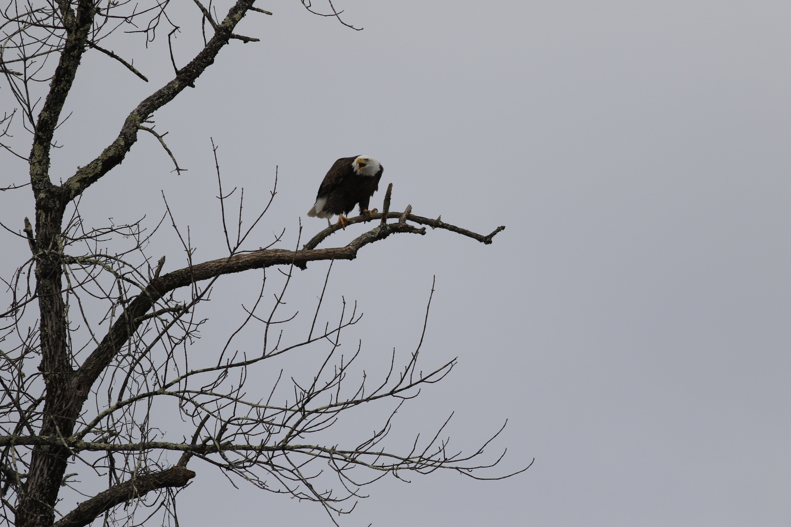 Bald eagle perched on a bare tree branch. Eagle faces camera, slightly hunched, beak open in mid-screech. Its body and folded wings are dark brown, almost black. Its head and tail are white. Its beak and legs are yellow.