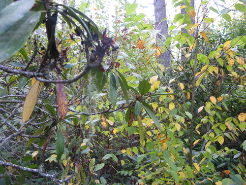 GRSM Accuracy Assessment. Plot Code: GRSM_AA_0001_4