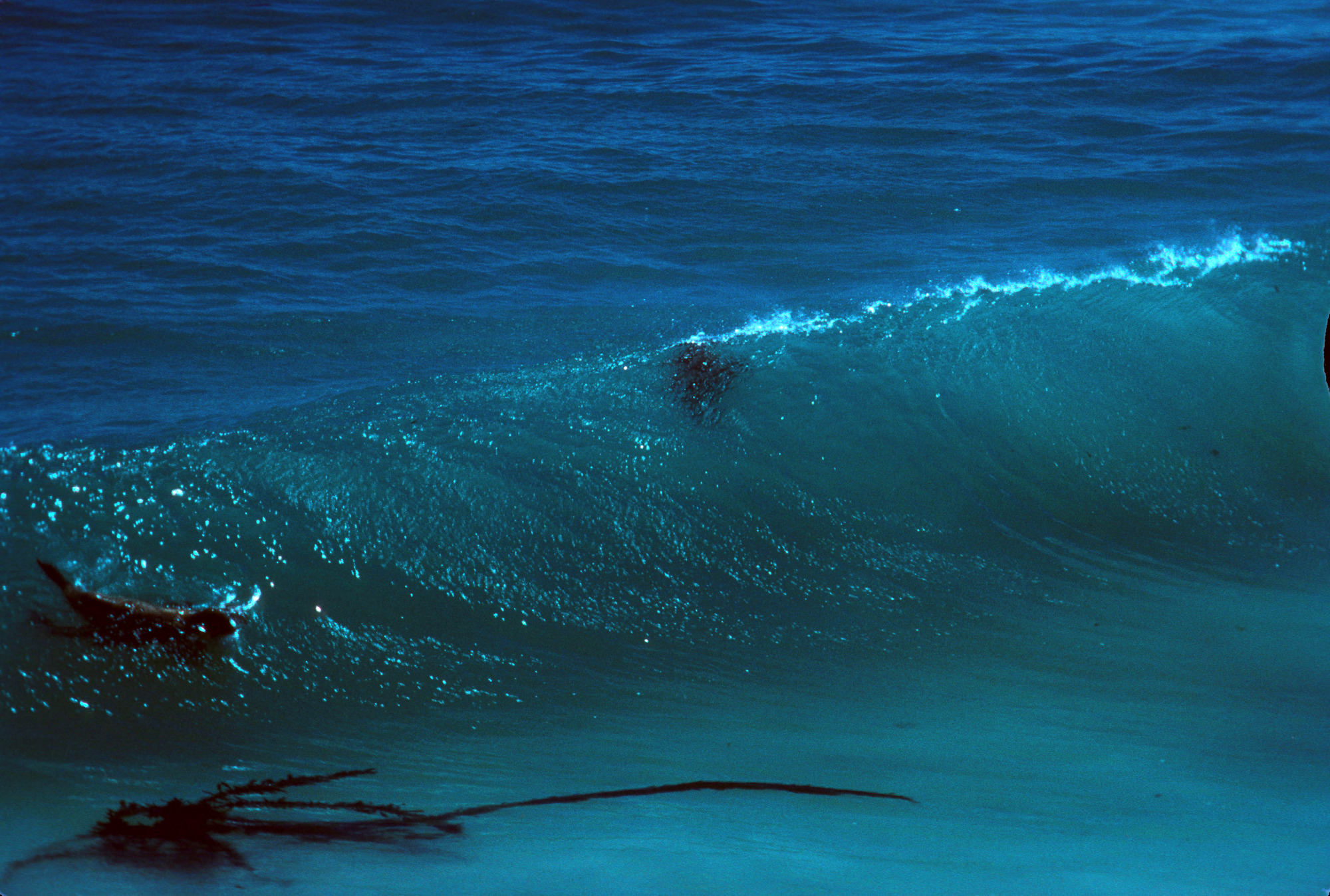 California Sea Lions Surfing