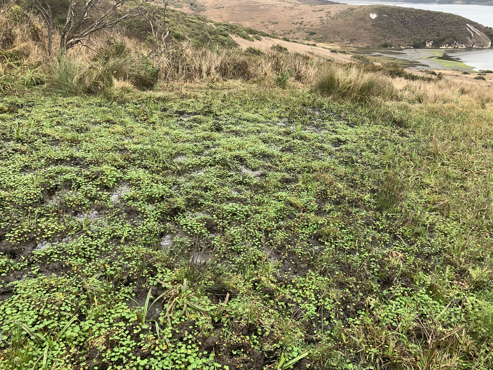 A large seep area with aquatic vegetation. Tomales Bay is visible in the upper right.