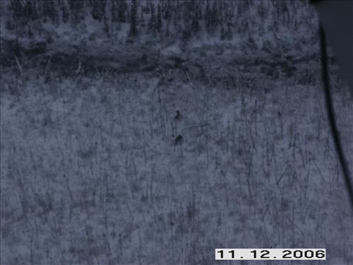 1 Yukon-Charley Rivers National Preserve Moose Survey November 2006