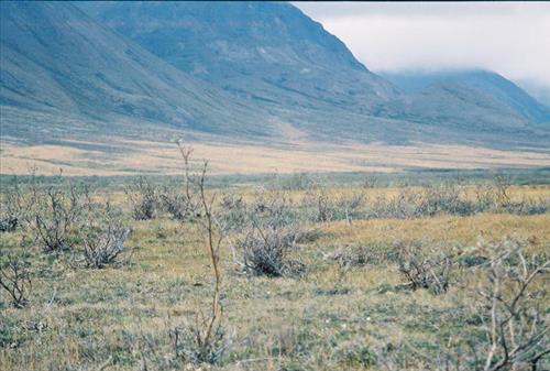 3 Gates of the Arctic National Park and Preserve Itkillik Birds Survey June 2006
