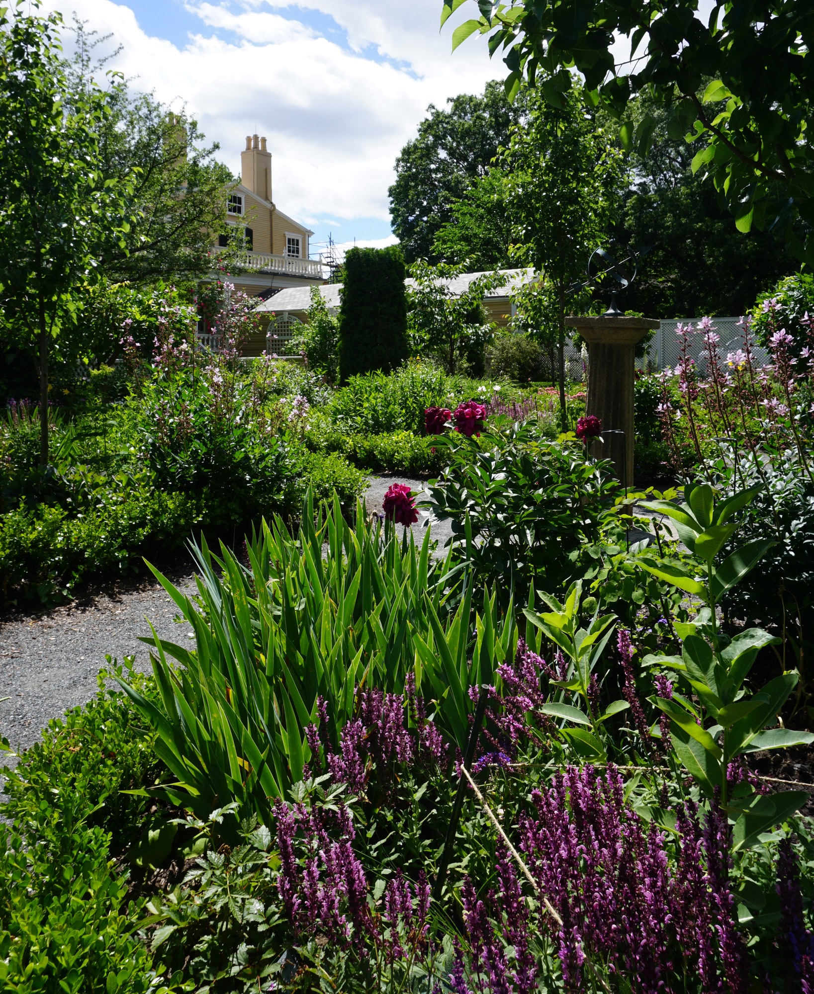 Flowers including dark pink peonies in bloom in garden