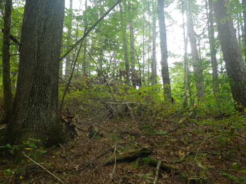 GRSM Accuracy Assessment. Plot Code: GRSM_AA_0362_3