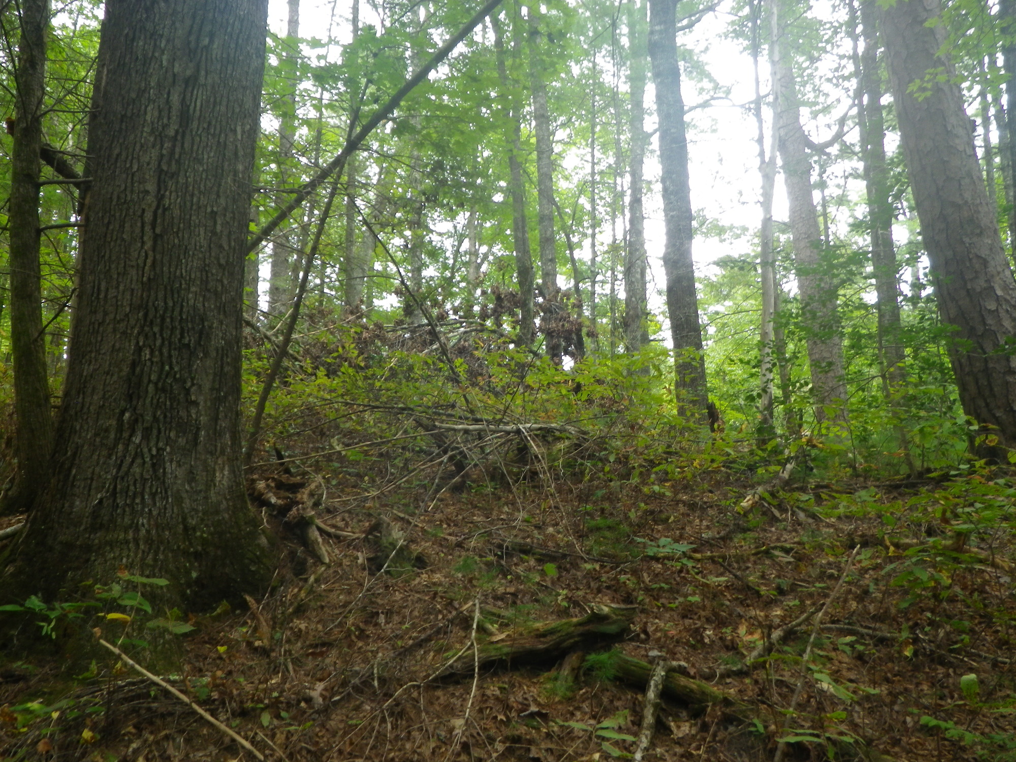 GRSM Accuracy Assessment. Plot Code: GRSM_AA_0362_3