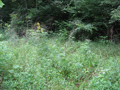 GRSM Accuracy Assessment. Plot Code: GRSM_AA_0903_3