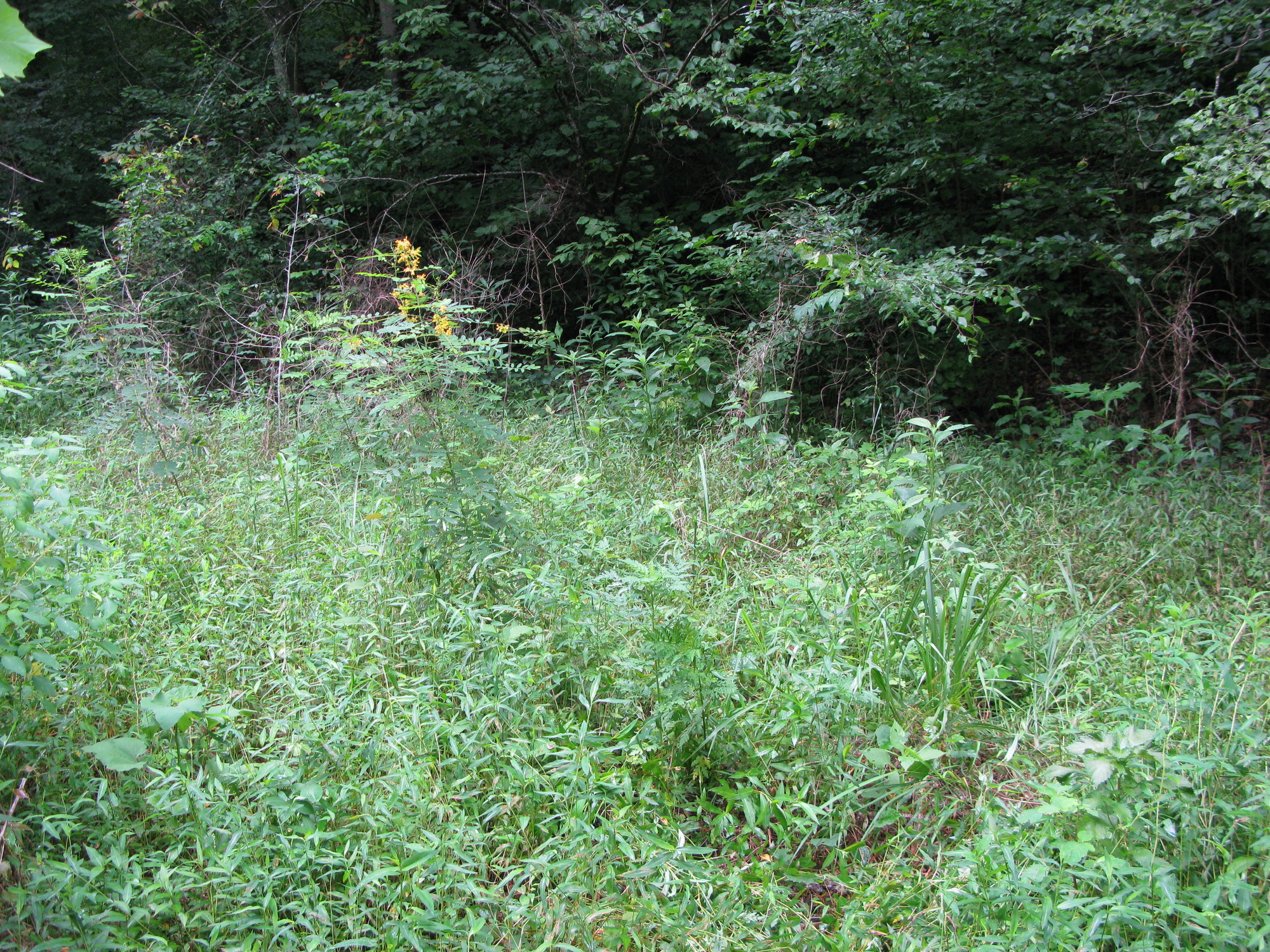 GRSM Accuracy Assessment. Plot Code: GRSM_AA_0903_3