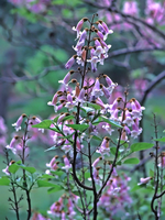 Princess-tree