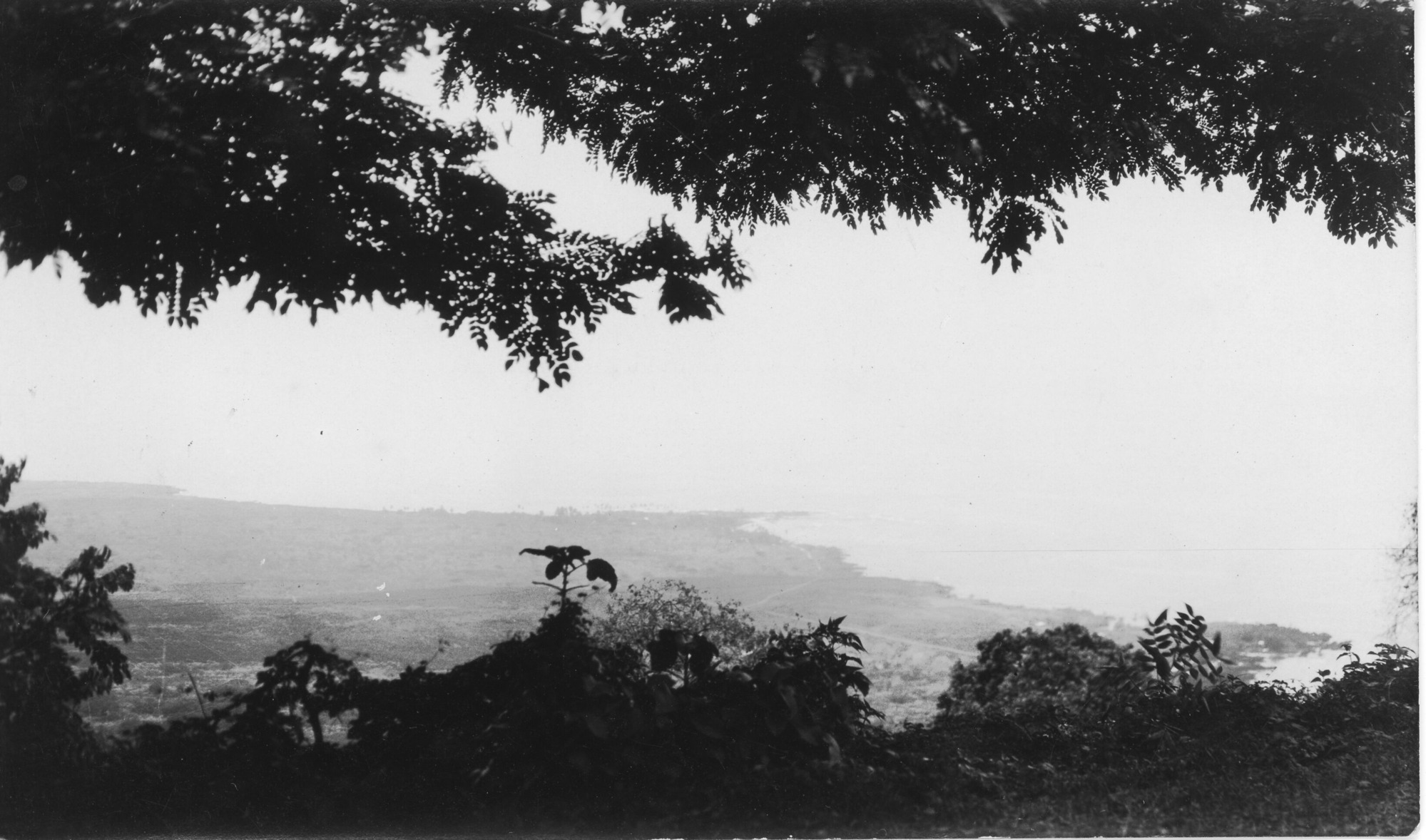 The image is in black and white. The bottom and top of the photo is covered with foliage in the foreground of the image. Along the top, tree limbs extend down and to the right from one edge of the picture to the other. The leaves are small but numerous, creating a thick layer of cover. Along the bottom, numerous small shrubs and young trees grow on the edge of the cliff. In the lower right corner, a patch of short grass is visible along the cliff's edge. Between the ground vegetation and the tree branches, in the center of the picture, is the coastline. It is very faint compared to the other elements of the photo. The ocean and sky are entirely too light to see.