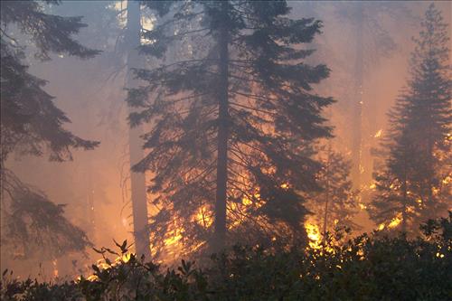 Sunset prescribed burn in Grant Grove, Sequoia and Kings Canyon National Parks, fall 2002