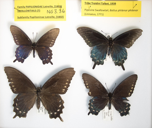 Pipevine Swallowtail, Battas philenor philenor, series. Grand Canyon Museum Collection.JPG