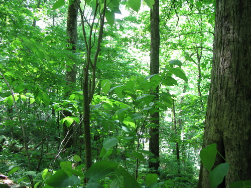 GRSM Accuracy Assessment. Plot Code: GRSM_AA_0531