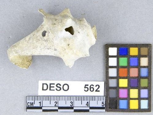 DESO     562 -- Hammer