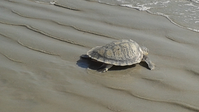 Kemp's Ridley sea turtle on the beach sand.