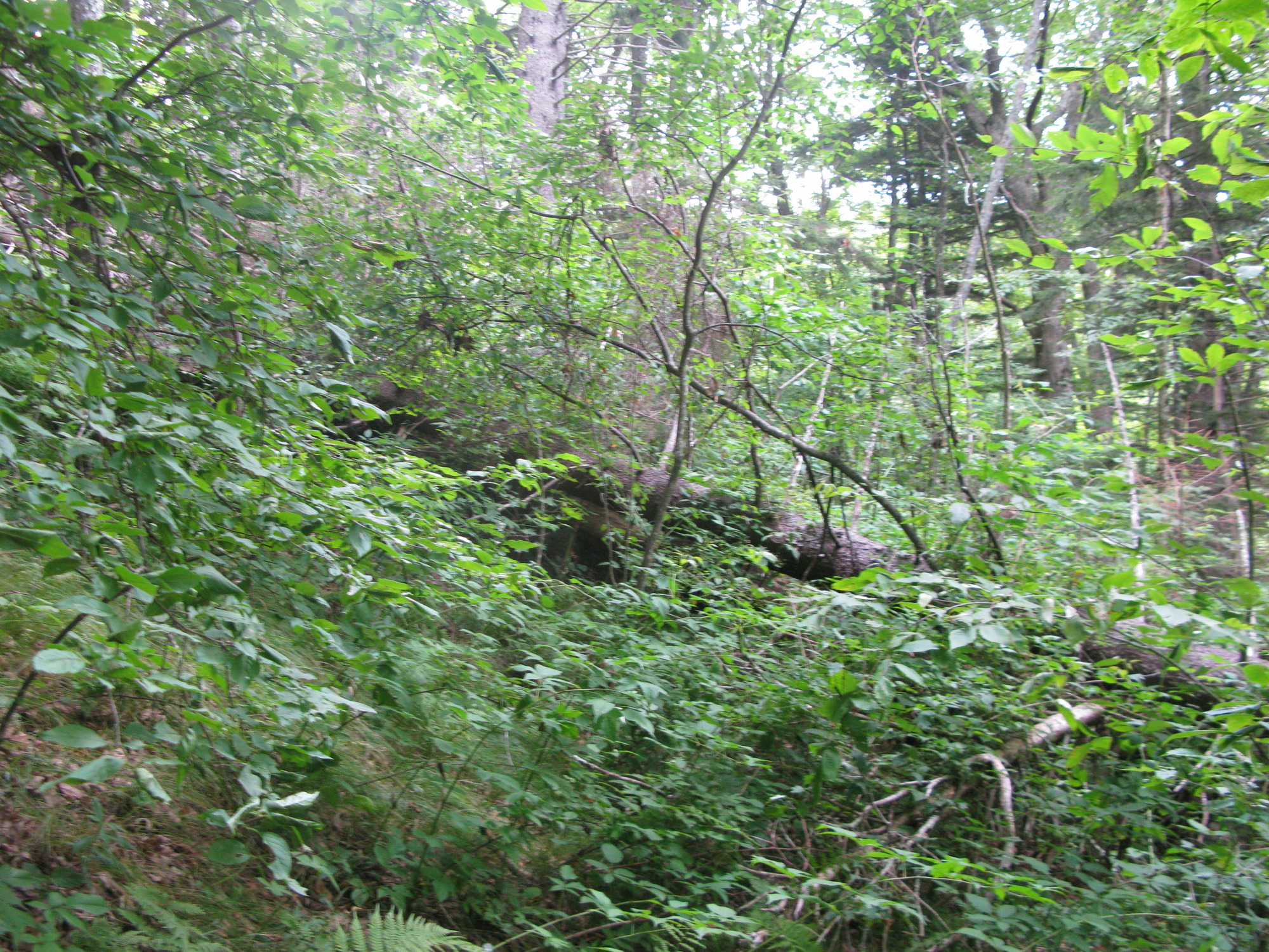 GRSM Accuracy Assessment. Plot Code: GRSM_AA_0019_3