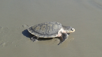 Kemp's Ridley sea turtle on the beach sand.