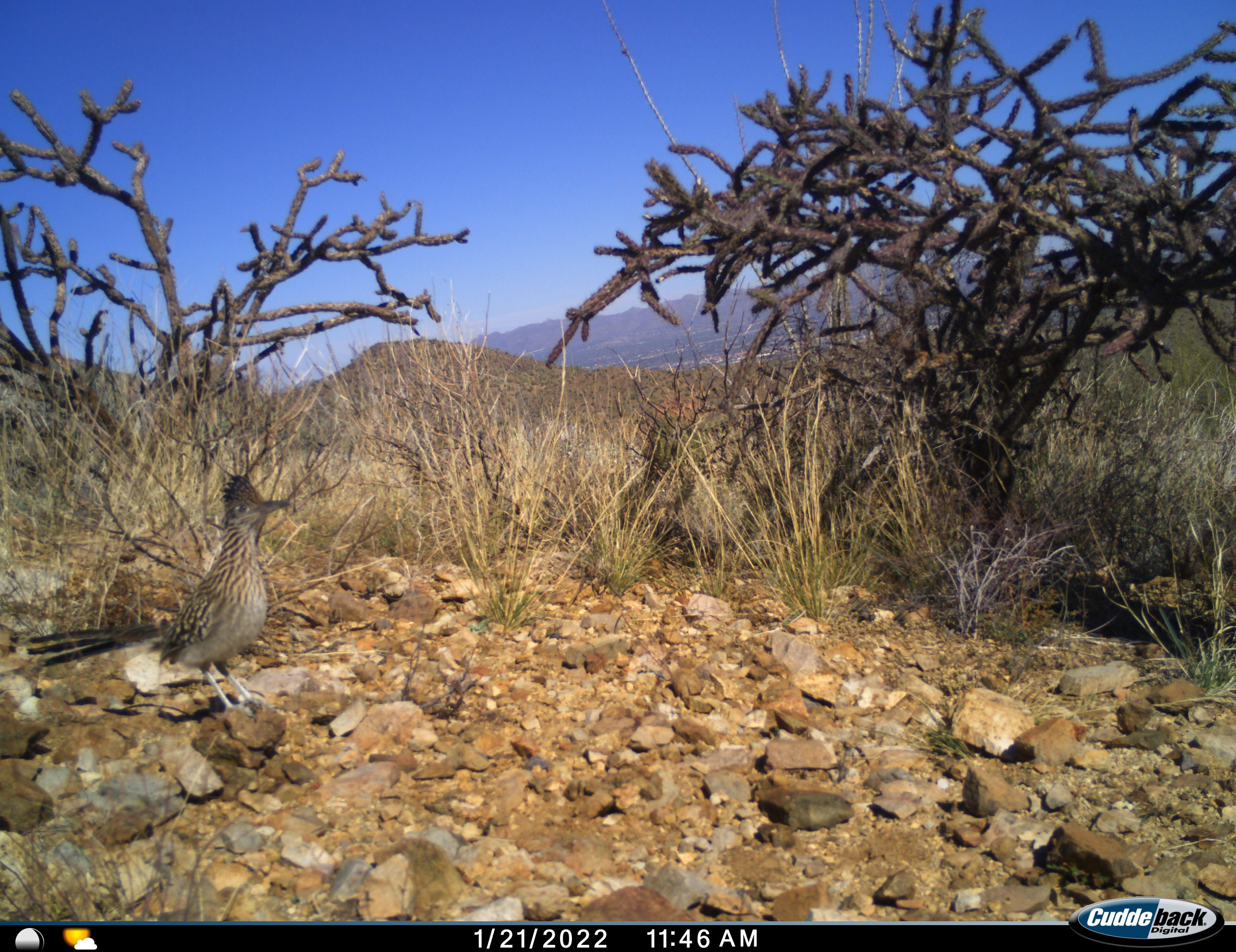 Roadrunner stands in rocks near cholla.