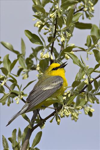 Blue-winged, yellow, yellow-rumped and prothonatory warblers in Cuyahoga Valley National Park