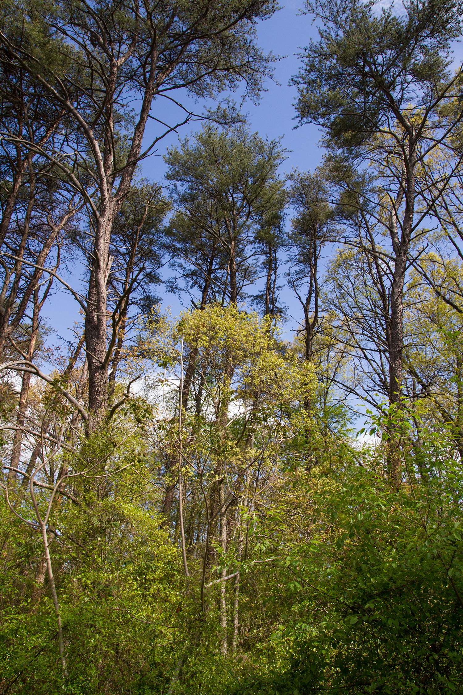 Coastal Plain Oak Forest