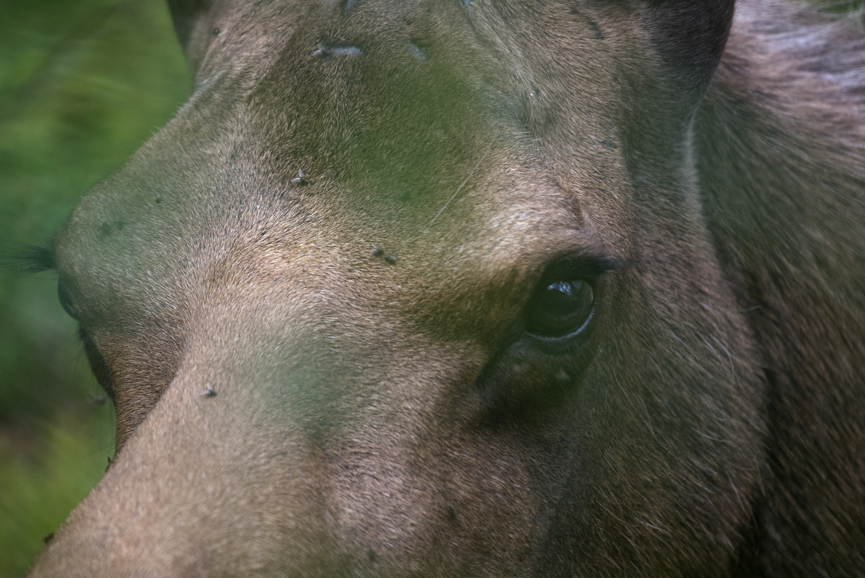 closeup of a moose face with numerous flies on it