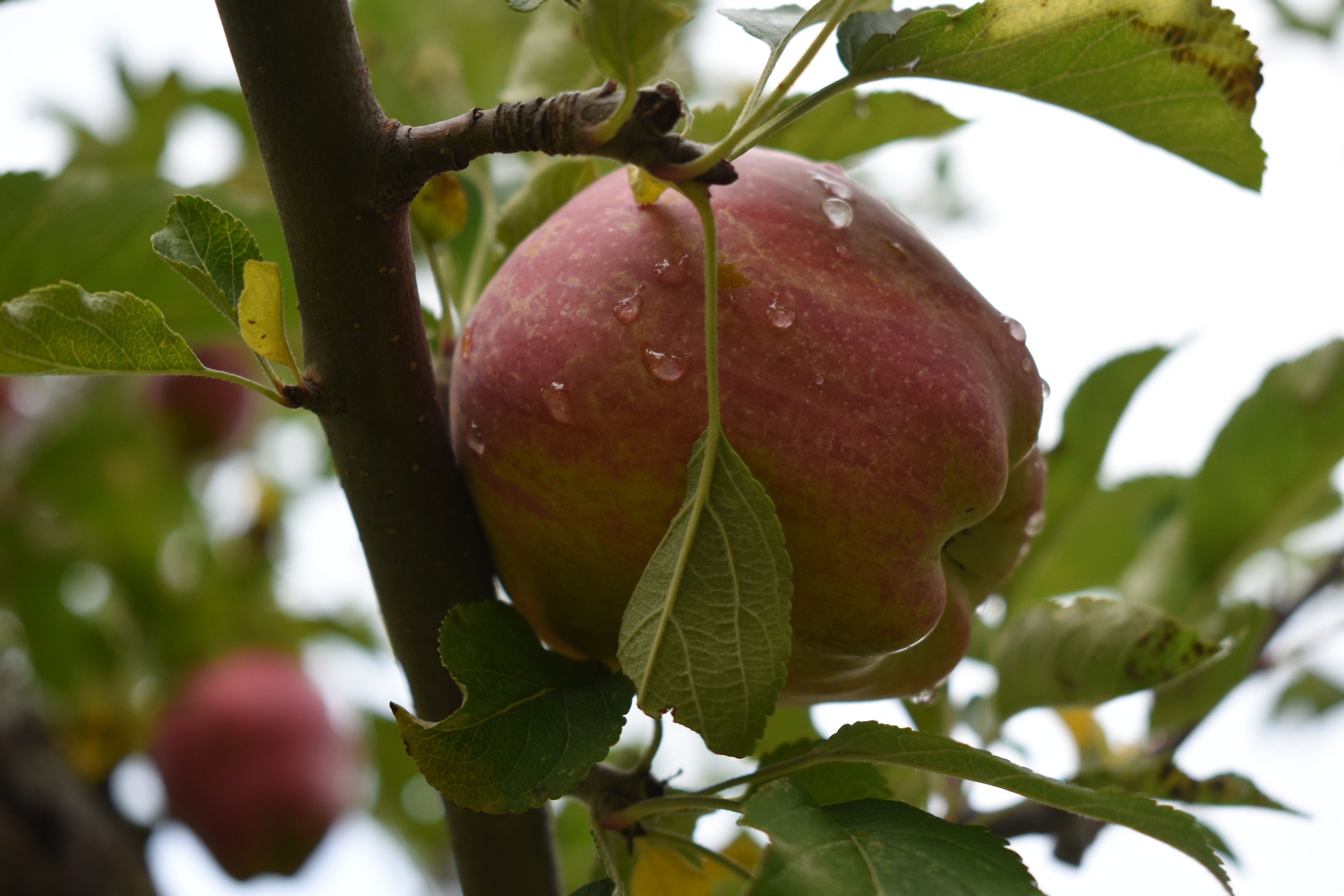 Water droplets on a red apple growing on branch.