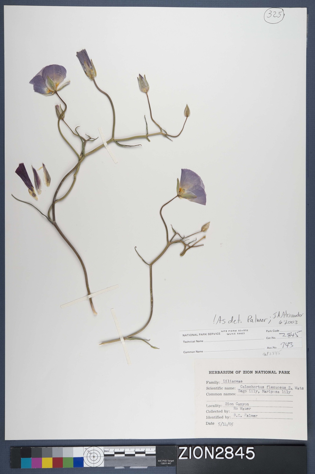 Herbarium Specimen Sheet 2845