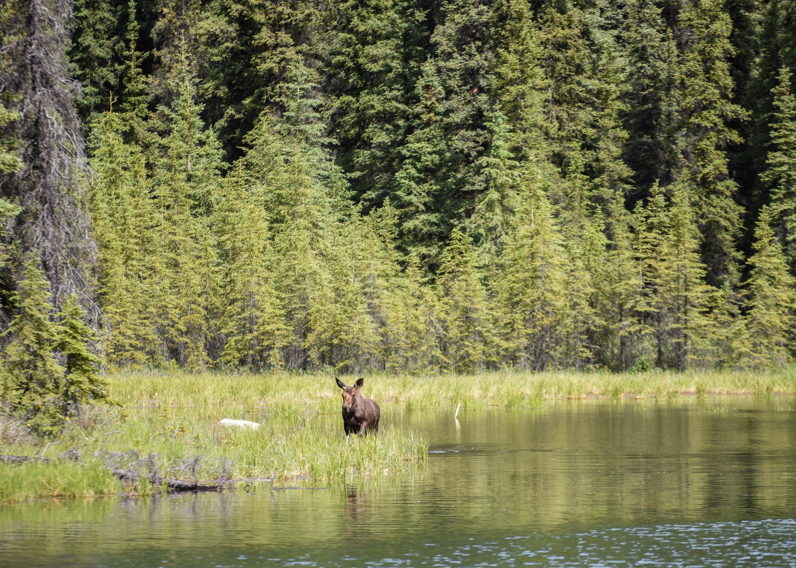 A moose browsing for food in a lake