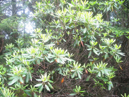 GRSM Accuracy Assessment. Plot Code: GRSM_AA_0380_3