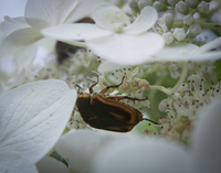 A beetle climbs through a series of white flowers at the National Mall and Memorial Parks. 