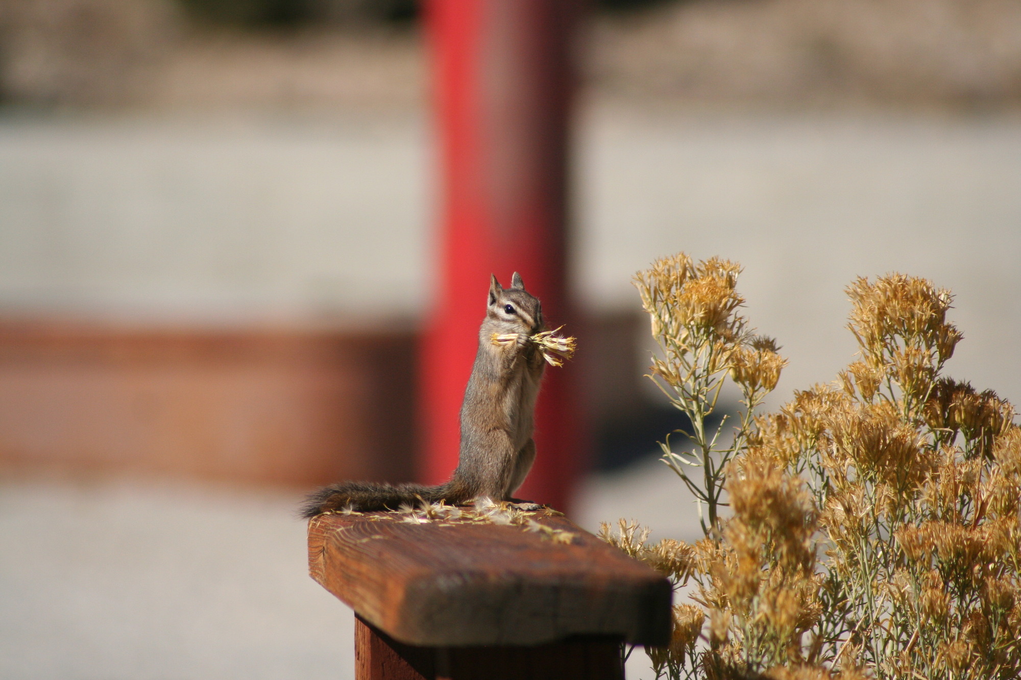 Cliff chipmunk standing on board eating rabbitbrush flowers. Chipmunk has long tail and is facing viewer with grayish tan body holding yellow flowers by its mouth. Rabbitbrush flowers are yellow to the right of the chipmunk.