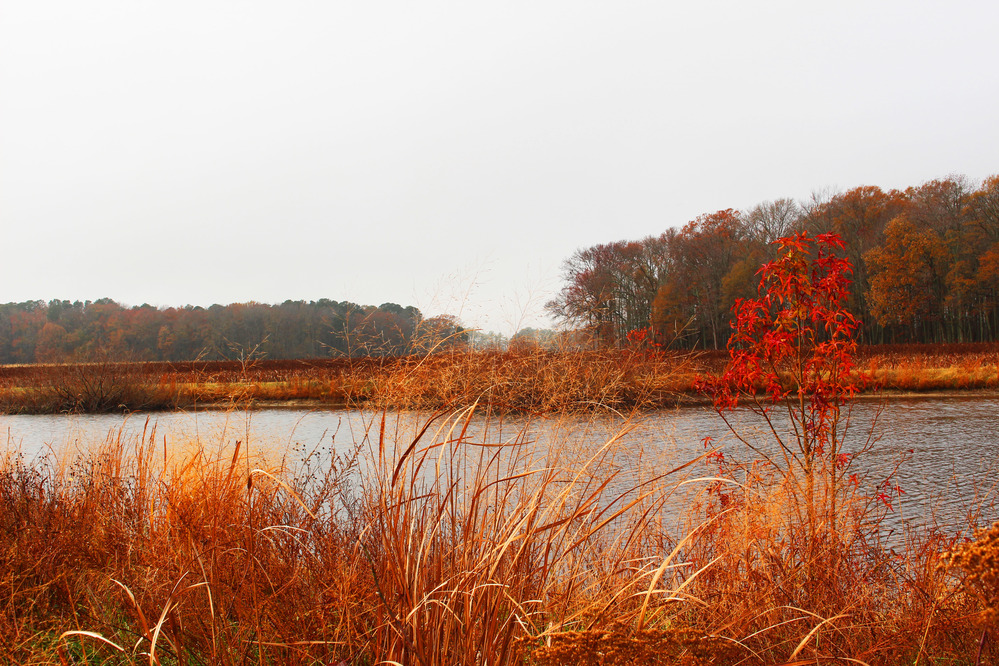 Tall brown grasses and a red-leafed tree in the foreground, with a stream and treeline behind