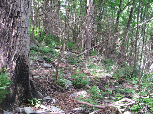 GRSM Accuracy Assessment. Plot Code: GRSM_AA_0399